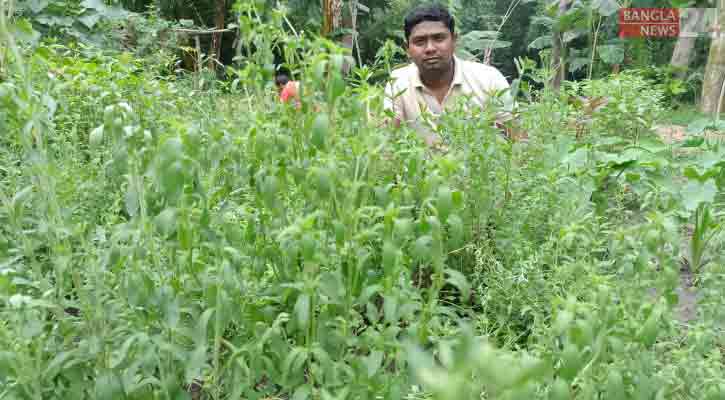 চিনির বিকল্প স্টিভিয়া